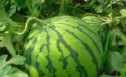 吃圈圈瓜,探寻夏日消暑新宠