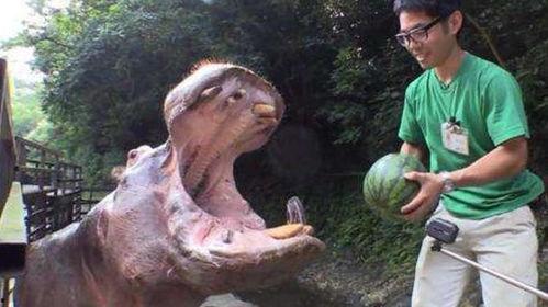 河马吃瓜水果图片,生态和谐画面引人入胜