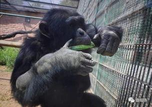 吃瓜是生物本能,揭秘人类对“吃瓜”的天然渴望