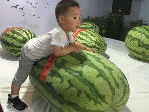 吃瓜事件潍坊,揭秘背后真相与网络舆论风暴