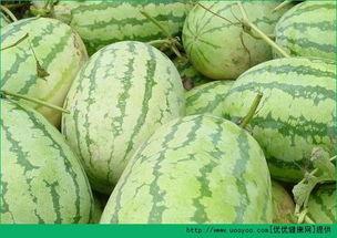 早晨可以吃瓜