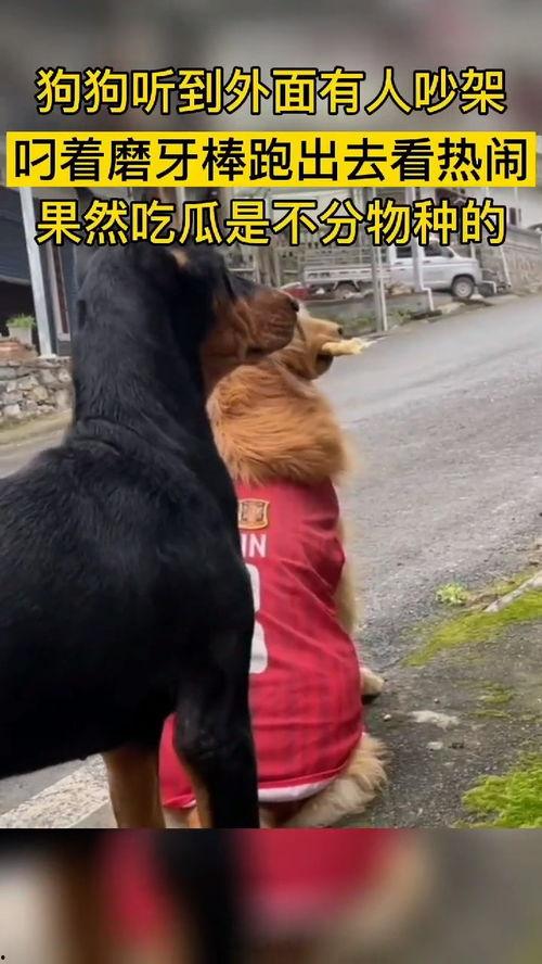 动物界吃瓜群众,揭秘它们的八卦生活