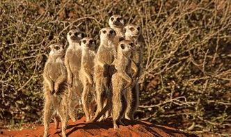 动物界吃瓜群众,揭秘它们的八卦生活