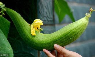 吃瓜体重,揭秘吃瓜减肥的神奇之旅