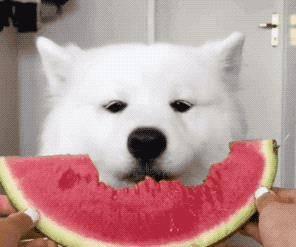 小呆呆吃瓜事件,揭秘网络舆论的狂欢与反思