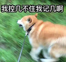 着瓜我吃,体验“着瓜我吃”的田园生活