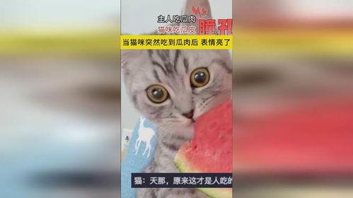 主人吃瓜猫咪吃瓜皮,主人吃瓜，猫咪吃瓜皮，共享夏日清凉时光