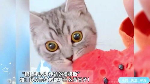 主人吃瓜猫咪吃瓜皮,主人吃瓜，猫咪吃瓜皮，共享夏日清凉时光