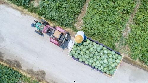 河南公园打卡吃瓜,夏日吃瓜新风尚