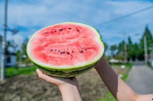 河南公园打卡吃瓜,夏日吃瓜新风尚