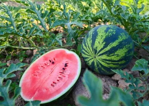 河南公园打卡吃瓜,夏日吃瓜新风尚