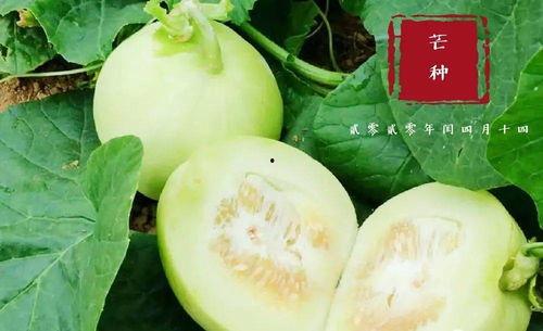 济宁翰林府吃瓜,瓜香四溢，品味古韵新居