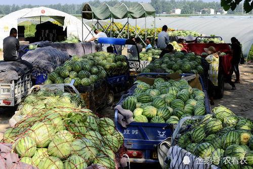 商丘吃瓜事件后续