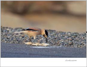 小白鸦吃瓜,小白鸦的瓜田奇遇记