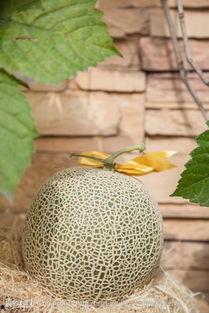 工科男吃瓜,揭秘科技圈那些事儿