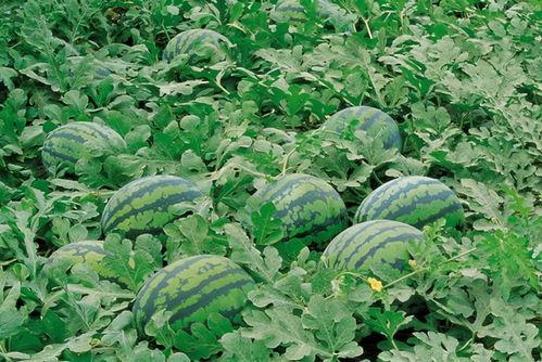 秋末吃瓜后续,一场别开生面的吃瓜盛宴后续