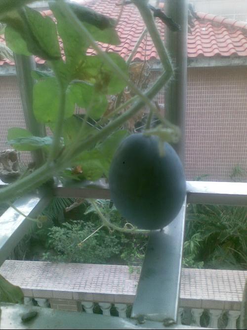 在自家阳台吃瓜