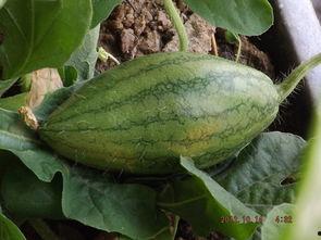 在自家阳台吃瓜