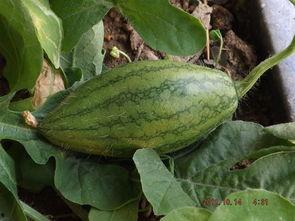 在自家阳台吃瓜