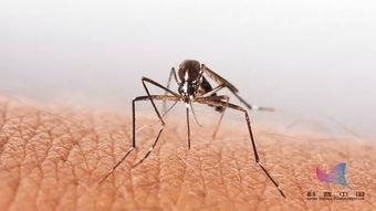 蚊子吃瓜尖的视频,吃瓜也能这么刺激！