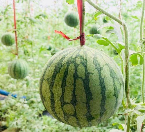 汾阳吃瓜事情经过,一场网络热议背后的真相揭秘