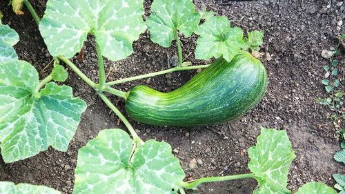 瓠瓜怎么吃一,探索健康美味的生活方式