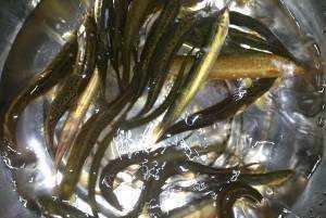 大瓜吃泥鳅,一场别开生面的美食盛宴