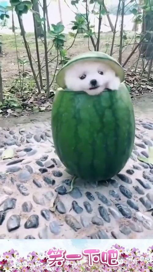 吃瓜永远找不到瓜地,探寻真相背后的秘密