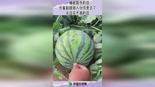 吃瓜永远找不到瓜地,探寻真相背后的秘密
