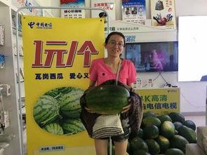 吃瓜群众今天丰产,吃瓜群众今日聚焦丰收喜悦