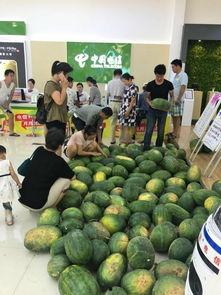 吃瓜群众今天丰产,吃瓜群众今日聚焦丰收喜悦