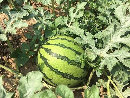 吃秃耳瓜,一场味蕾与历史的邂逅