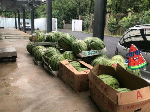 吃瓜前线上海,揭秘上海滩最新热点事件