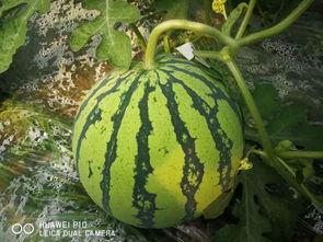 万瓜怎么吃,解锁各式万瓜烹饪技巧