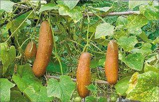 吃瓜瘘籽上火吗,小心上火！