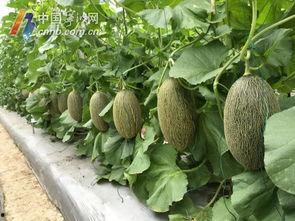 宁波上市公司吃瓜,吃瓜群众视角下的资本盛宴