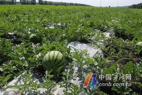 宁波上市公司吃瓜,吃瓜群众视角下的资本盛宴