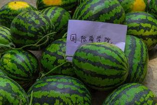 吃瓜学校马桶,马桶背后的校园风云