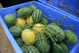 江爽吃瓜群,揭秘娱乐圈幕后故事