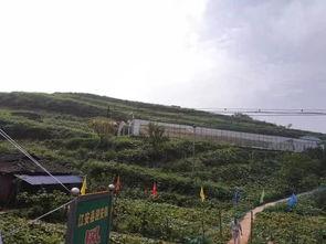 井陉吃瓜事件,一场网络热议背后的真相与反思