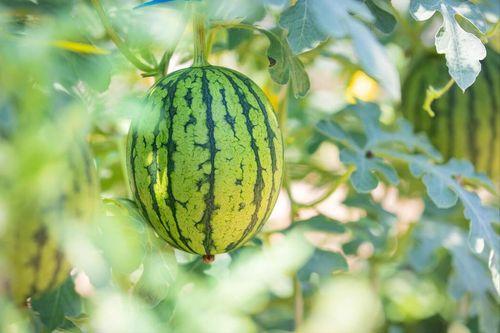 吃瓜中创作,吃瓜群众视角下的娱乐圈风云录