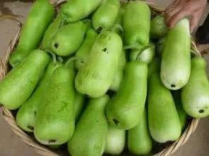 葫芦瓜应该怎么吃,解锁健康美味新体验