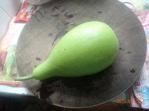 葫芦瓜老了怎么吃,创意烹饪指南