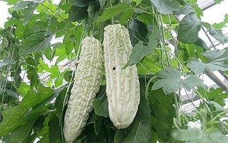 吃瓜者自讨苦吃,吃瓜者的苦涩体验