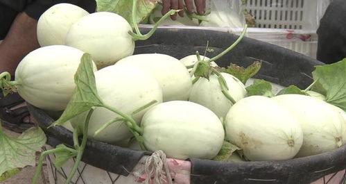 带你吃瓜摘雪糕,夏日炎炎，尽享清凉美食之旅