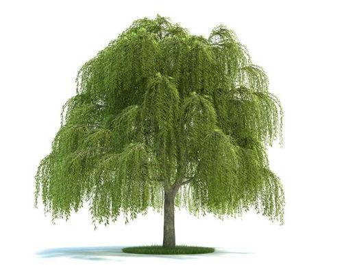 柳树边吃瓜,夏日时光的美好瞬间