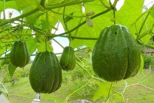 佛手瓜窝瓜怎么吃,创意烹饪新体验