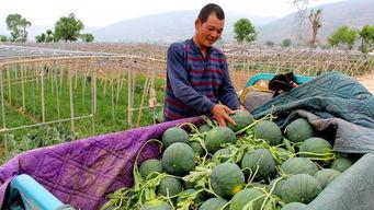 吃瓜群众聊城,聊城事件背后的真相与反思