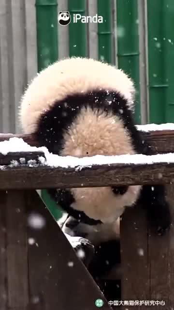 吃瓜小熊y,揭秘娱乐圈那些不为人知的幕后故事