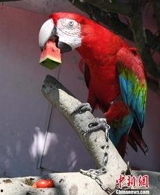 吃瓜的鸟,揭秘动物界的“八卦”达人